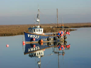 Our shrimps arriving