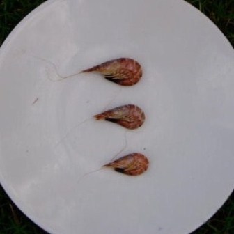 Our shrimp sizes - click for larger picture